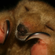 Illustration for article titled The Silky Anteater is Just Ridiculous